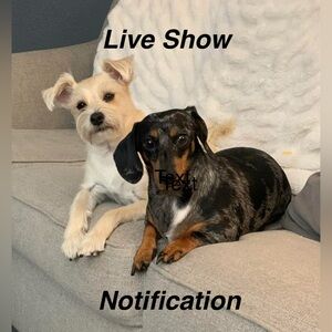 Live Show Notification, Adorable Dog Duo